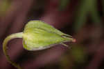 Longstalk cranesbill